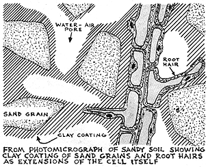 
Sandy soil.
